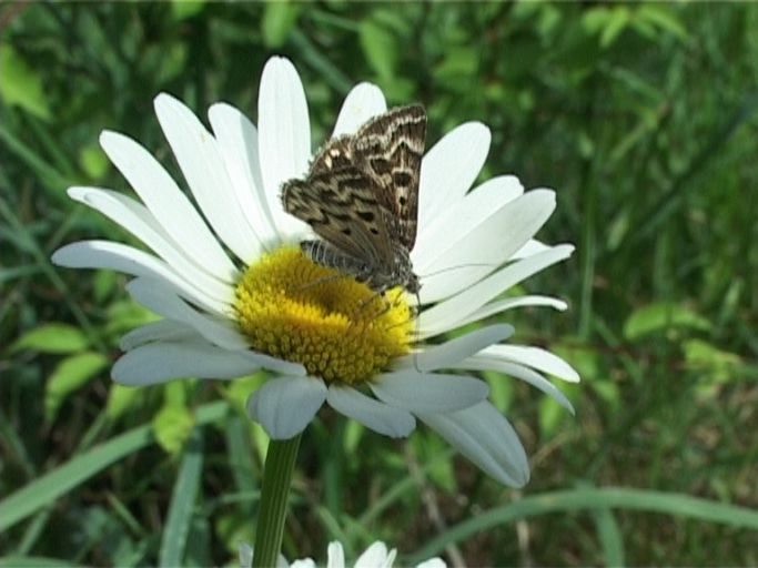 Scheck-Tageule ( Callistege mi ), auf Margarite : Am Niederrhein, Biotop, 18.05.2007